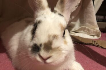 Easter Bunny Zine?
