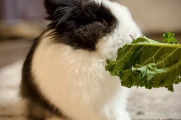 Tug of war - kale edition