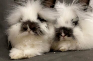 Millie and Teddy!