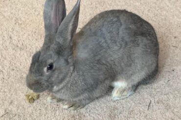 Throwback to our bun Basil!