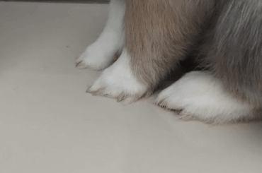 How can I encourage my rabbit to "dig"?