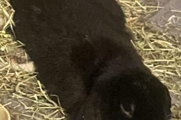 its hard being this cute