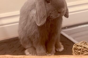 Not friendly bun post castration