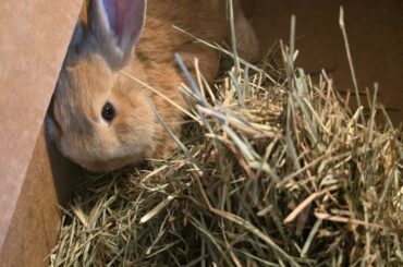 Dusty Bun