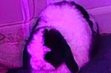 have you seen him? now you have