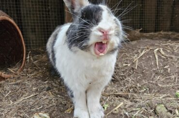 Conrad Yawning