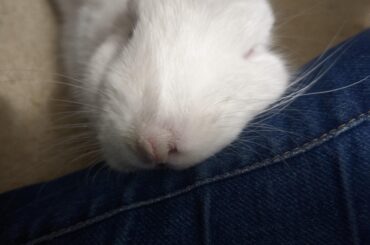 i guess i live on the floor now. i guess i am a pillow now.