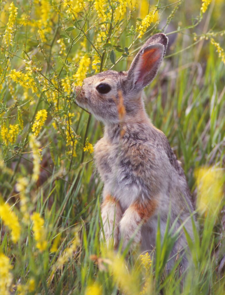 OC film photo by my late father, Badlands mid 90’s