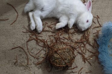 🐇 the bun life 🐇