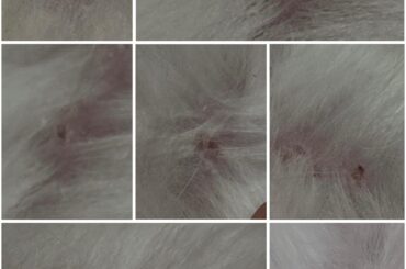 Rabbit marks on stomach