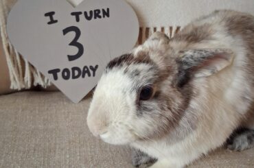 🎶Happy Birthday to me, today I turn 3! 🎶