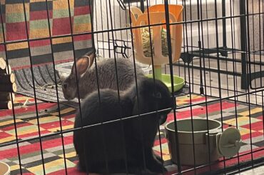 Let me introduce Miss Bumbleflower and Lady Hopsalot