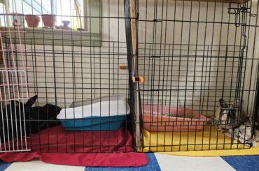 Bonding my trickiest guy with the new foster girl and sharing the process