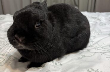 I’m fostering what could quite possibly be the cutest bunny ever