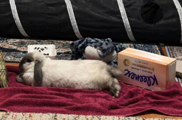 Cookie is setting in nicely