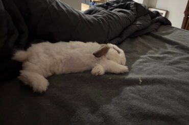 Made my bunny a ramp and he LOVES it (so do I)