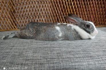 Recipes for rabbit treats