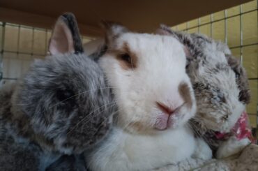 Have a question about euthanasia...