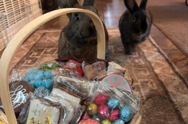 The Easter Bunnies Arrived!