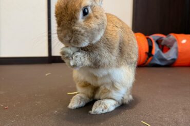 RE-POST. Senta crossed Rainbow Bridge on Saturday 11th.😢 If he's alive he will turn 6 on May 1st, 2026🐰