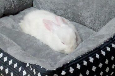 Tofu got a bed today