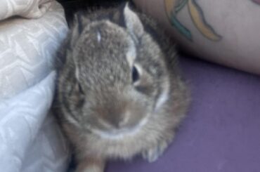 Found two little bun buns in my backyard