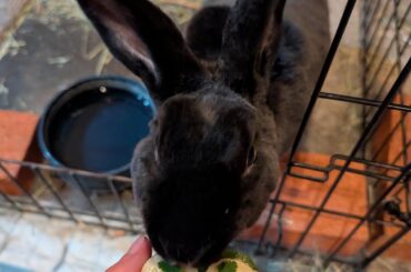My oldest rabbit, Nibbles, turned 8 on the 26th and I went all out for her birthday. She's so happy.