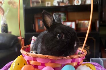 Hoppy Easter, everybunny !! 🐰