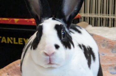 When there are no treats magically appearing