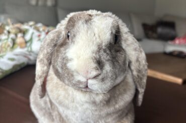 RIP to our sweetheart Bernie, only 7 months old