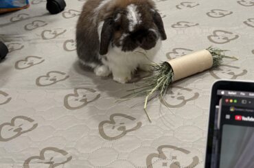 Is my bunny overweight?