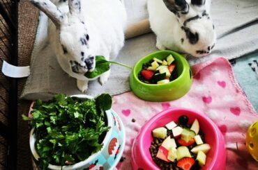 Bon Appetit 🍓🥒🥬🥰🐇🐾