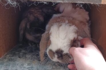 Does anyone have some good toy suggestions for my lazy buns?