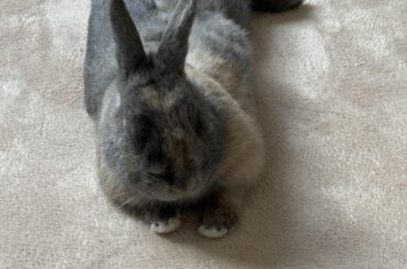 my bunny peed on my freshly washed bedding