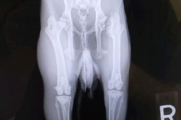 Legg-Calvé-Perthes disease (LCPD) in rabbits?
