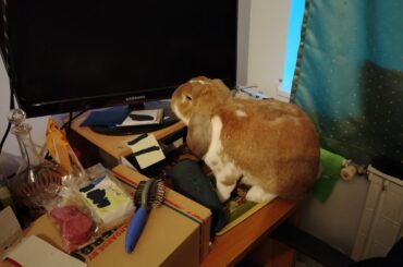 My bunny jumped on the desk, found his treat, then threw a big tantrum when he was put on the ground