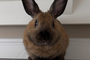 Is having two bunnies hard?