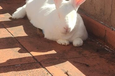 Pink and Pong experiencing proper outdoors for the first time!