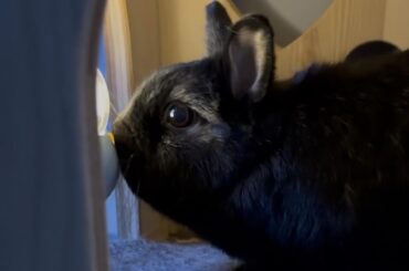 Curious bun