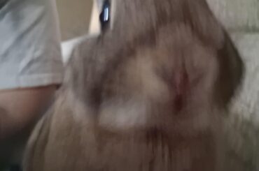 Tried to take a picture of her yawning, went full cryptid lol