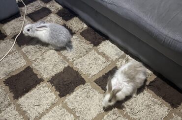 Name suggestions for my new bunnies