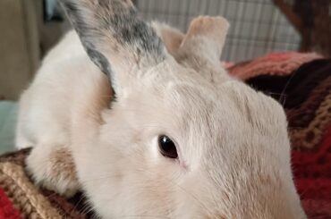 Morning Pets!