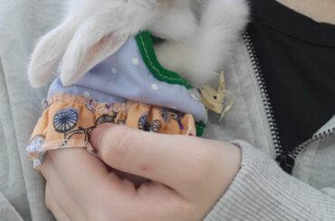 Bunny baby