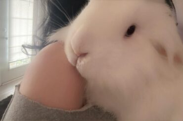 Giving away bunny
