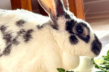 Bee Bun is 11!