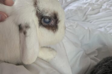Bun sudden cloudy eye