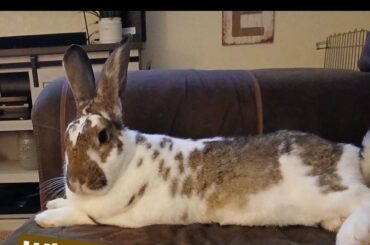 How do I stop her from chewing on chair legs?