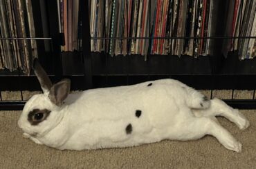 My little furry oval with legs
