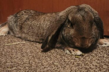 Mini or Lop?