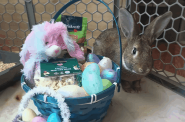 gizmo says happy easter! 🐣